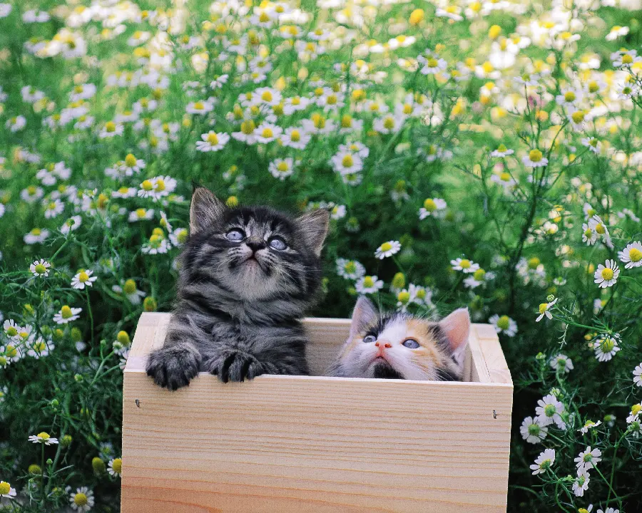 Pets Dogs and Cats