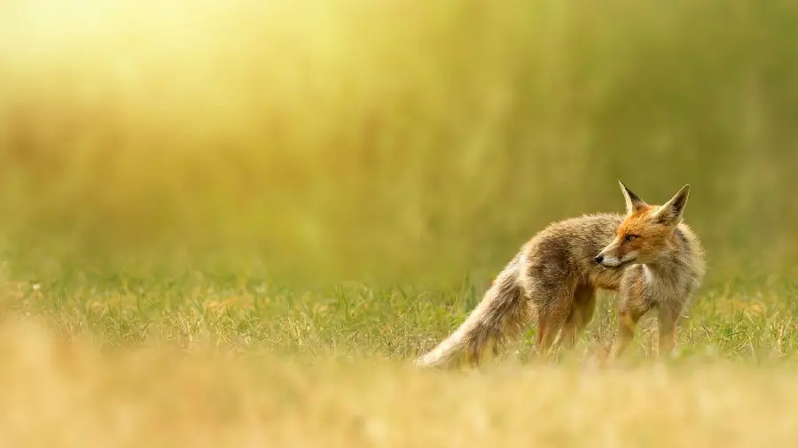 Attractive and amazing fox stock full HD