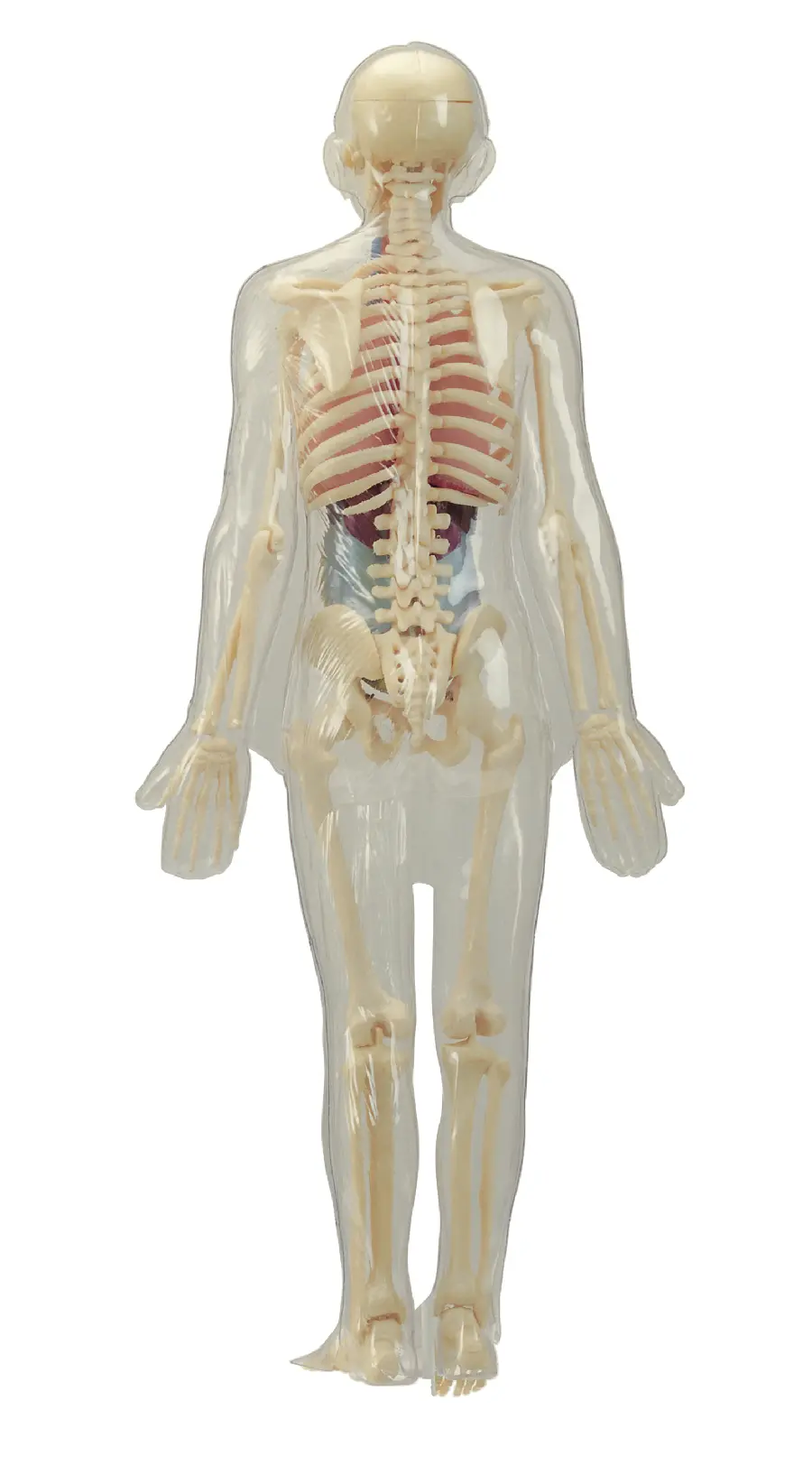 Human body anatomy and skeleton model photo