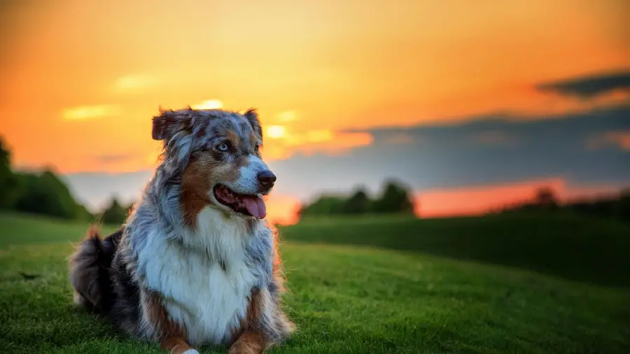High quality photo of Australian Shepherd