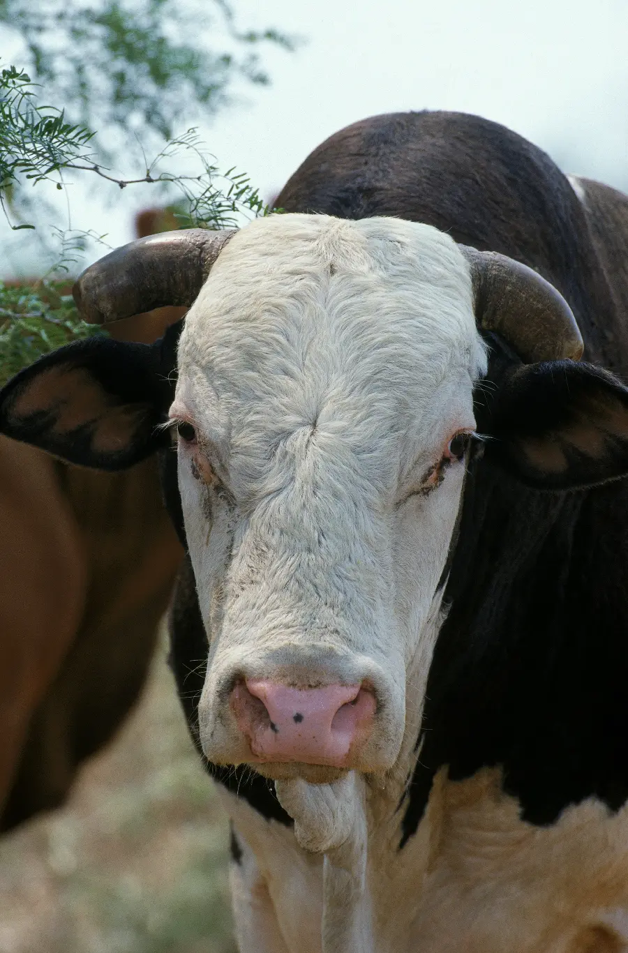 Big cow in wildlife documentary