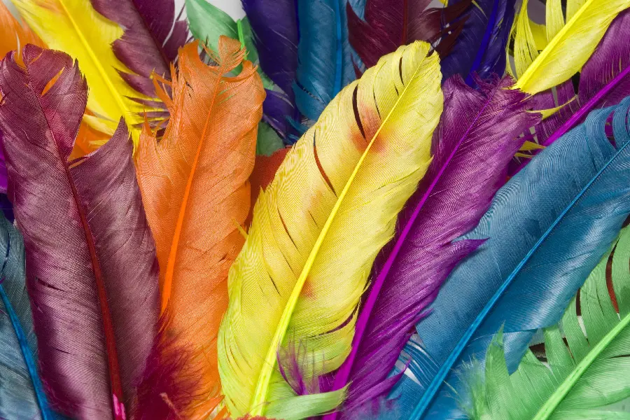 Simple color profile photo with colorful feathers