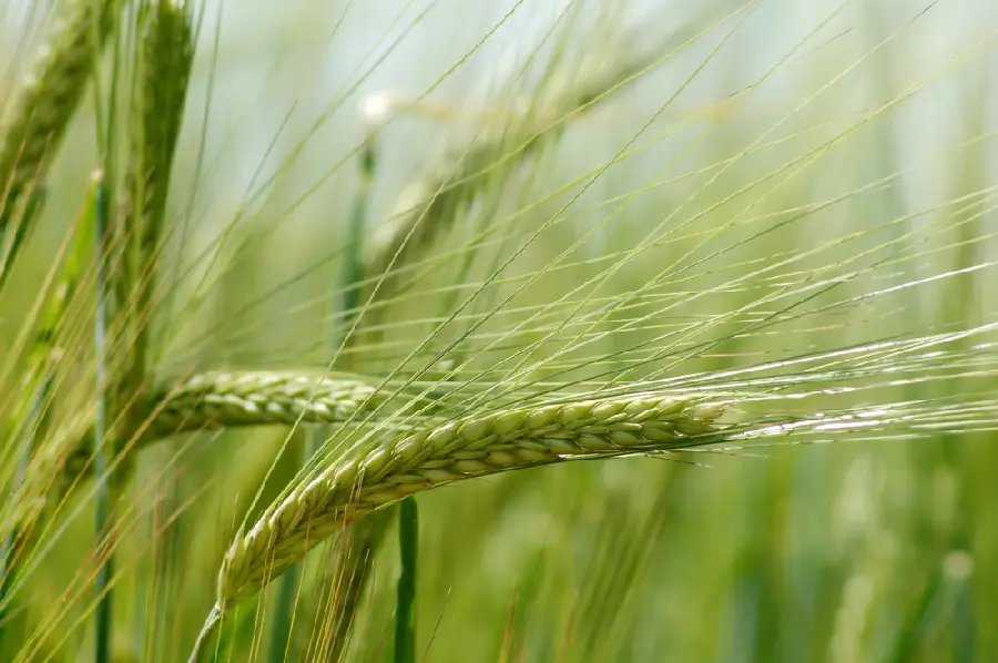 Photo of wheat spikes in nature's peace