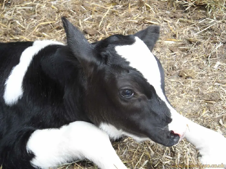 Newborn Little Black and White Calf Photo