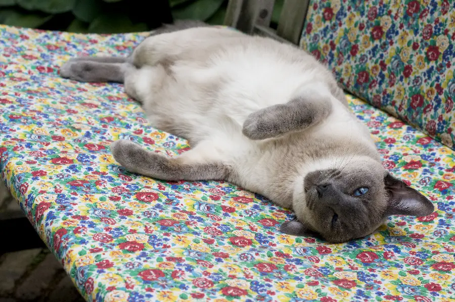 Stock photo of a Siamese cat resting