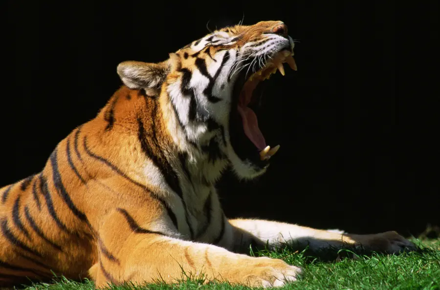 Wildlife Wild Animals
