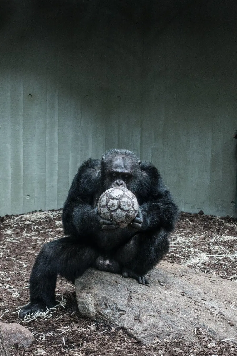 Photo of a large chimpanzee in the zoo with a ball in his hand