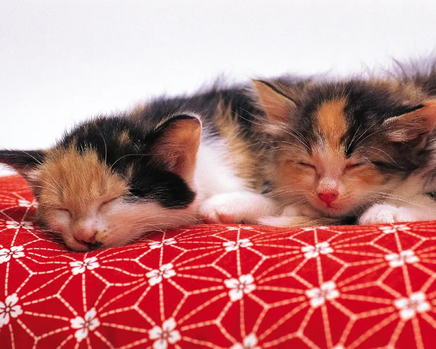 Cute and little kittens and naughty cats