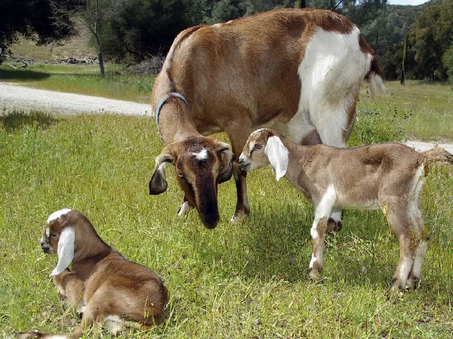 Picture of Brown Goats by the Farm