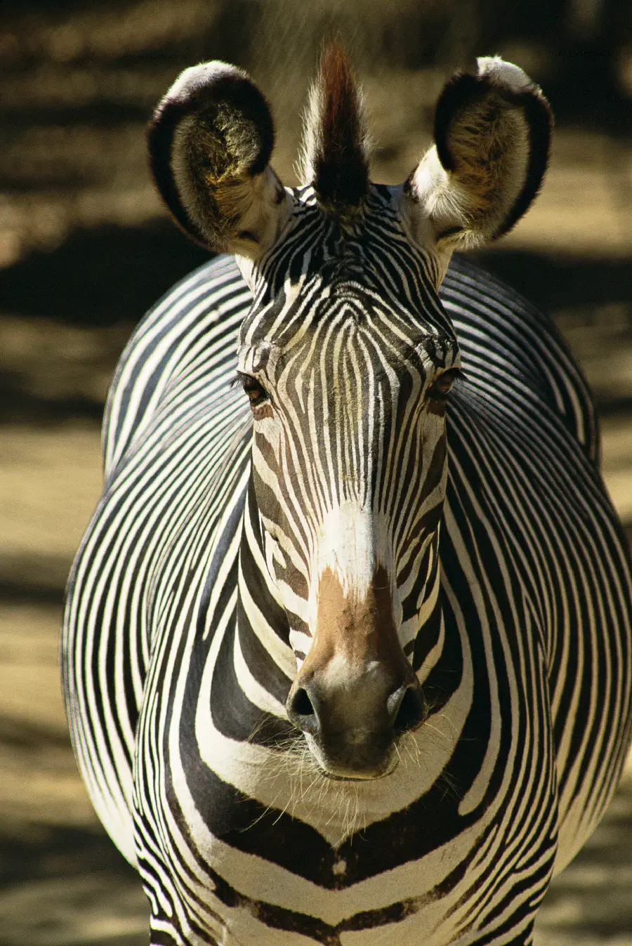 Wildlife