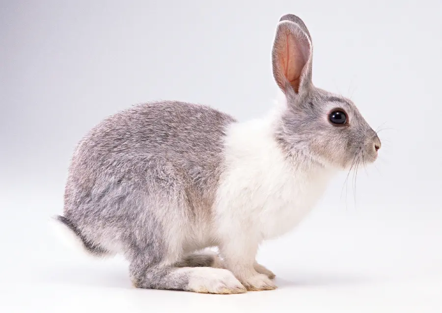 Animal Studio Photo
