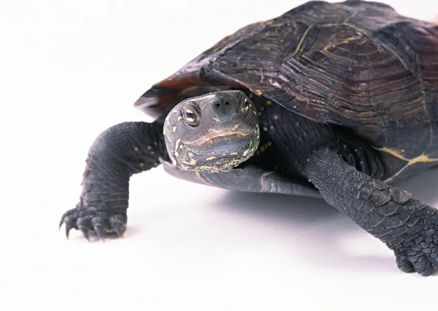 Turtle background photo