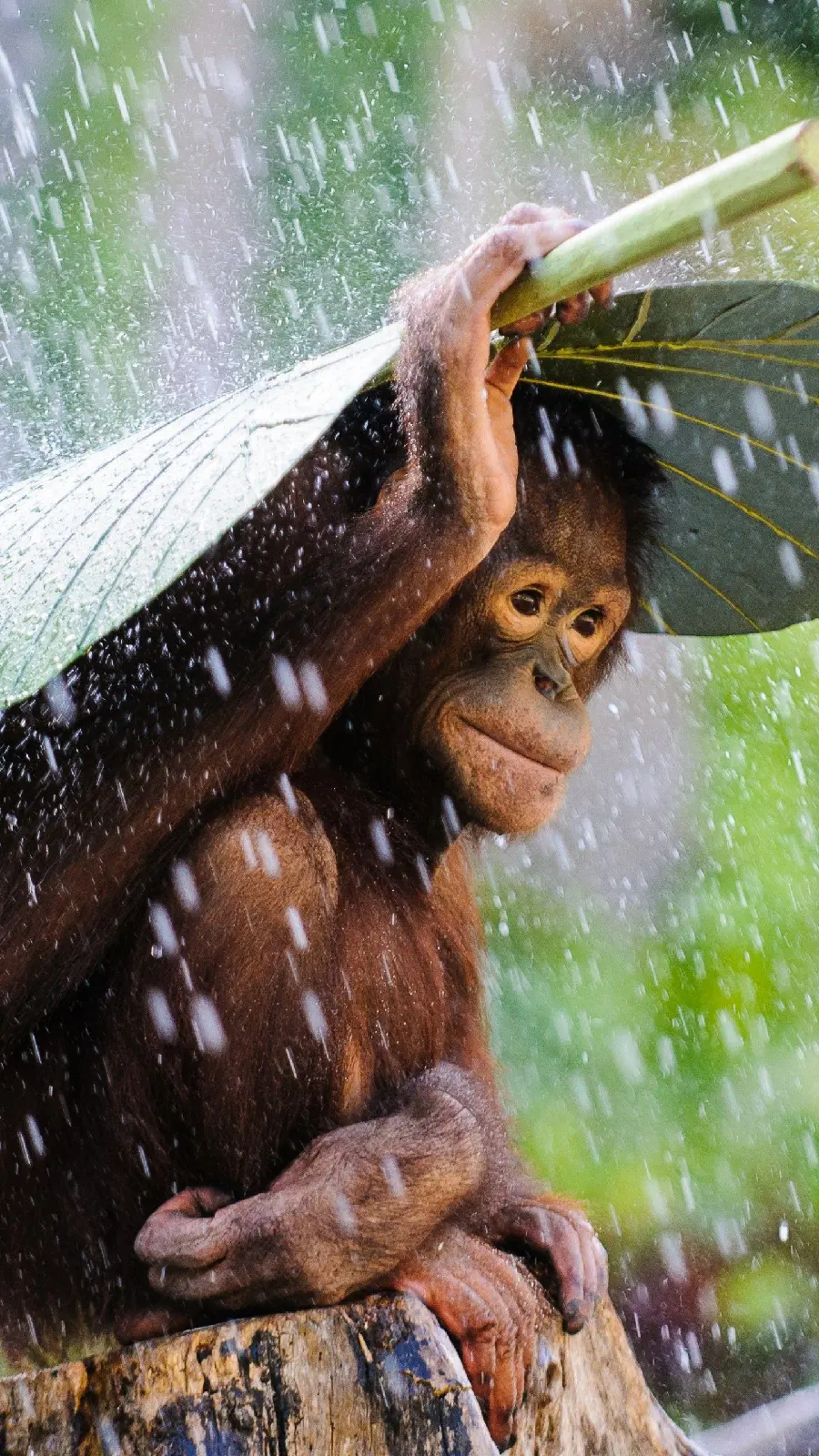 Photo of intelligent orangutan in the forest under the rain