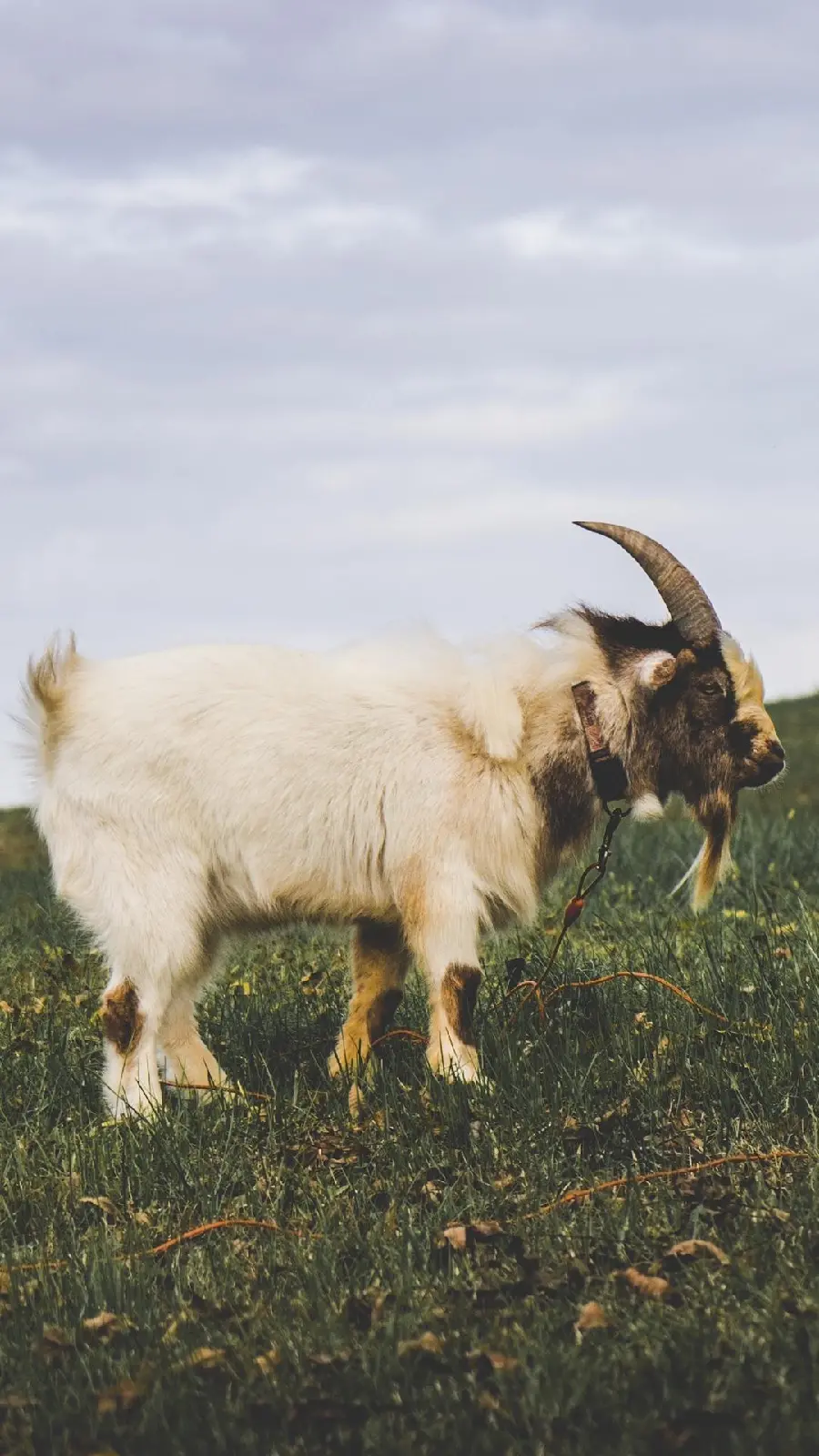Beautiful Horned Goat Wallpaper