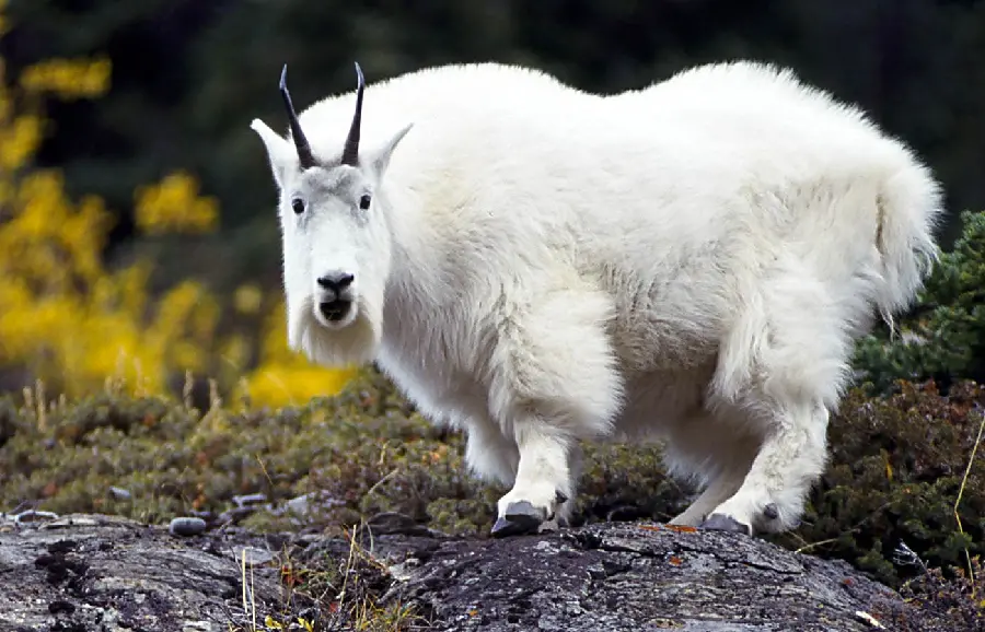 Funny white mountain goat looking