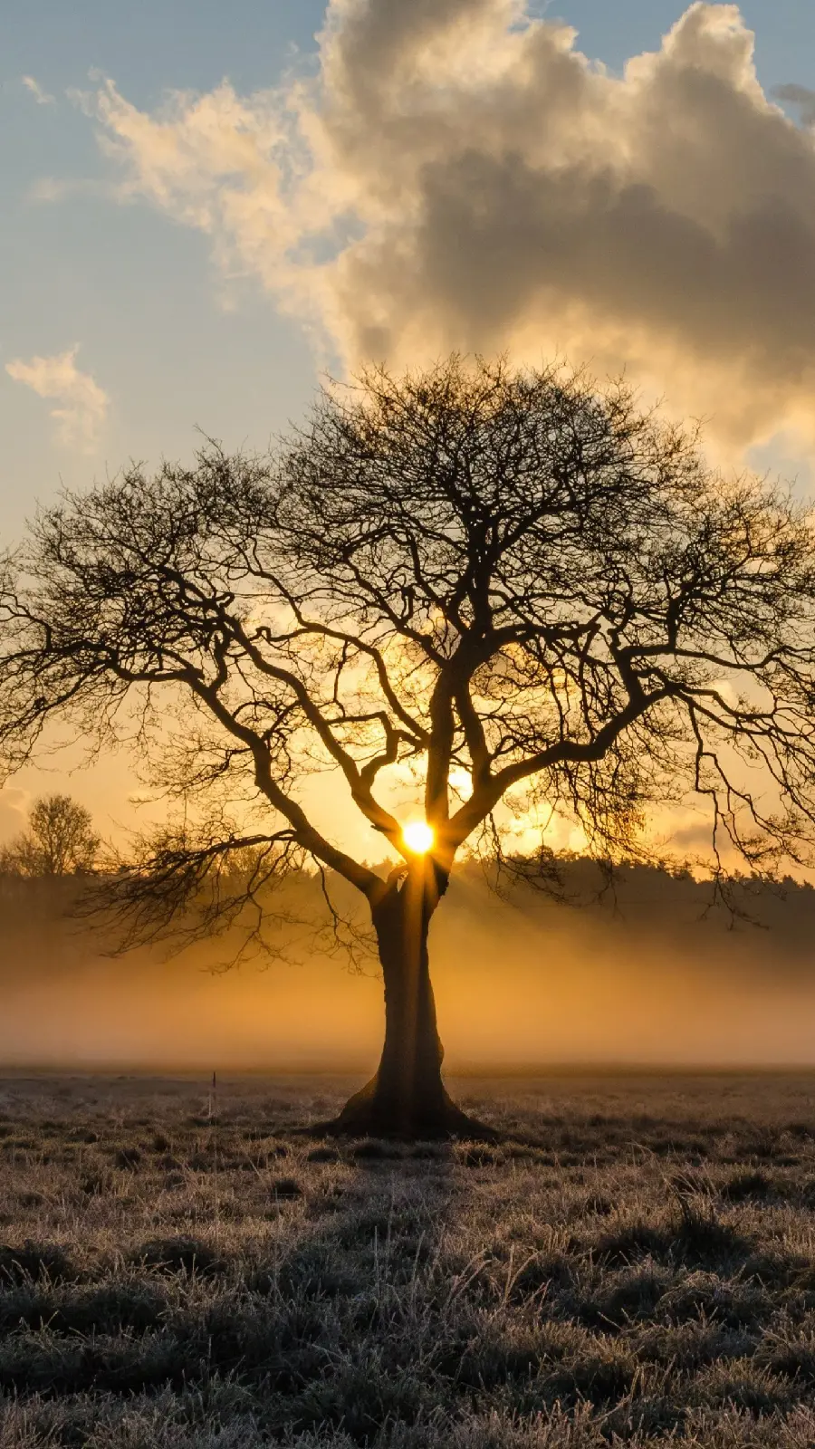 Arbor Day Greetings Image for Instagram Post and Story