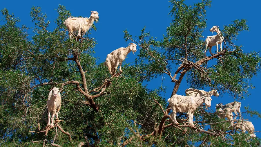 Download high quality photo of goats on top of a tree