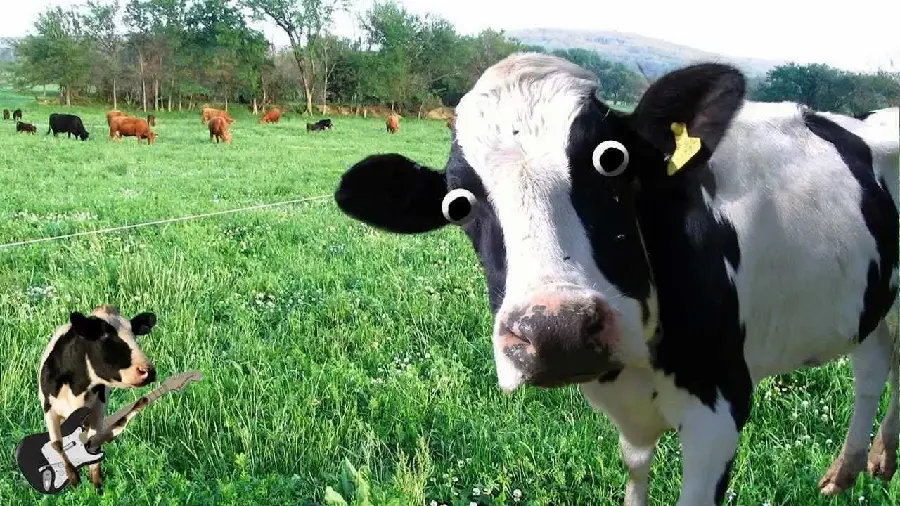 Funny photo of a calf with big eyes and photoshopped