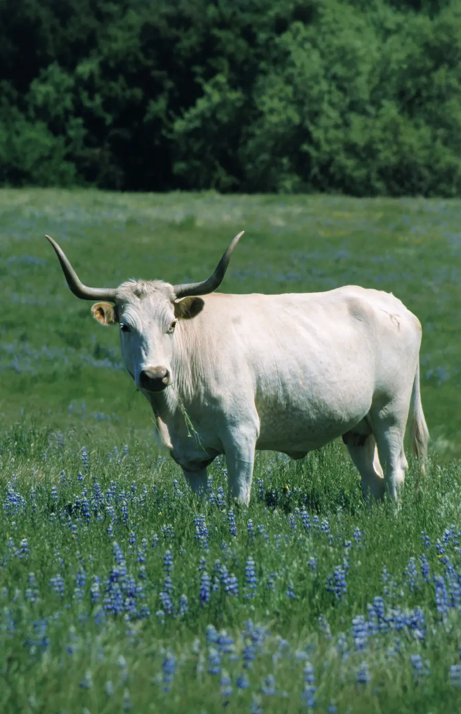 Photo of white-horned bull in wildlife documentary