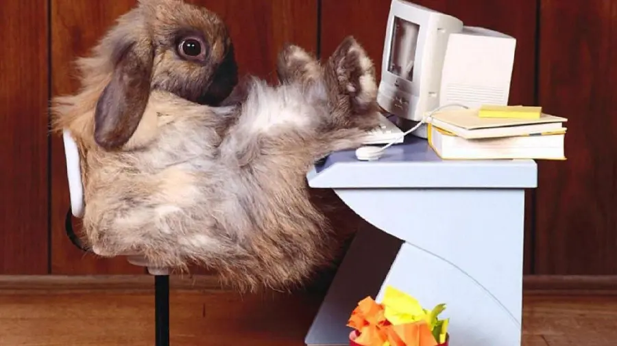 Funny Crazy Lazy Rabbit Picture