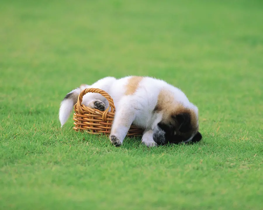 Pets Dogs and Cats