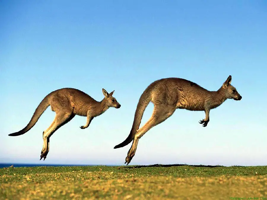 Australian Animals Kangaroo High Quality