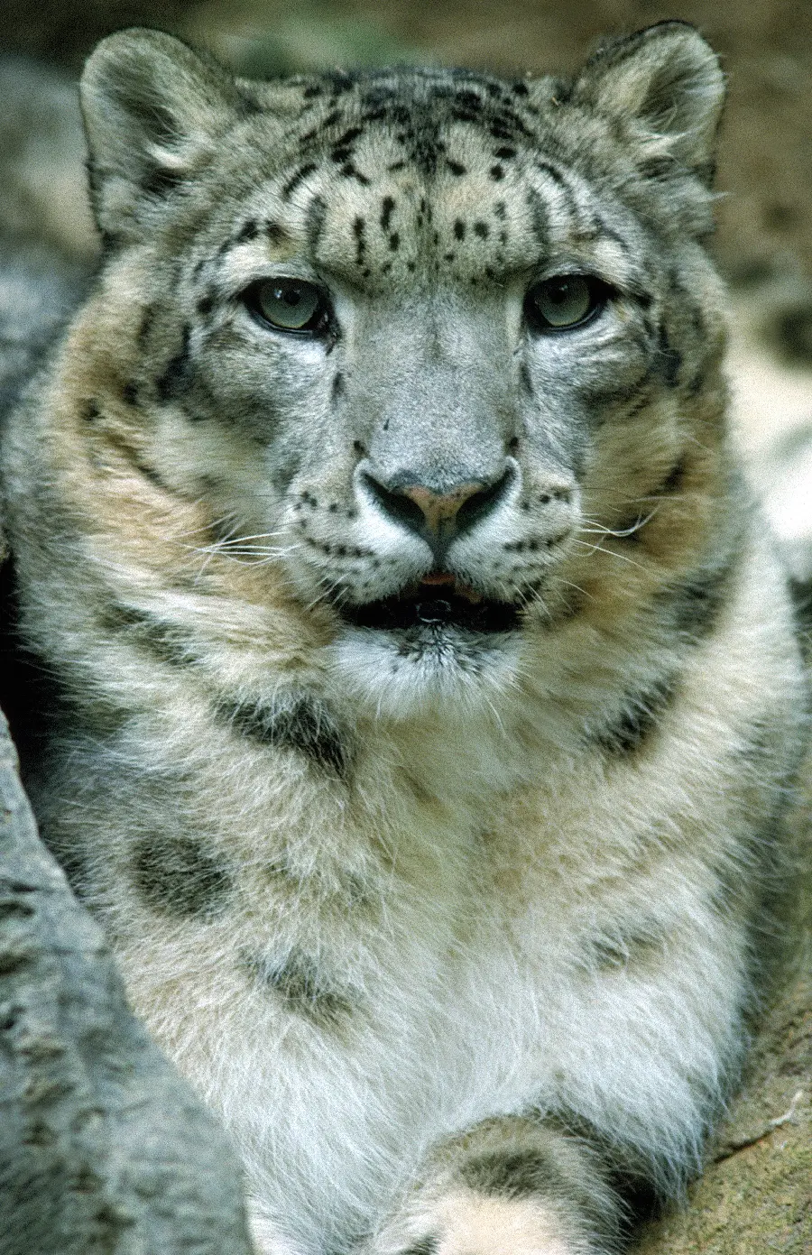 Cats and Cat Animals Photos