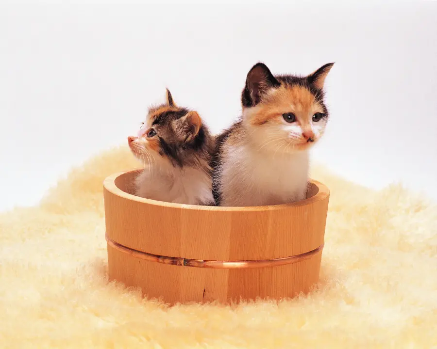 Cat photos and the best cat pictures