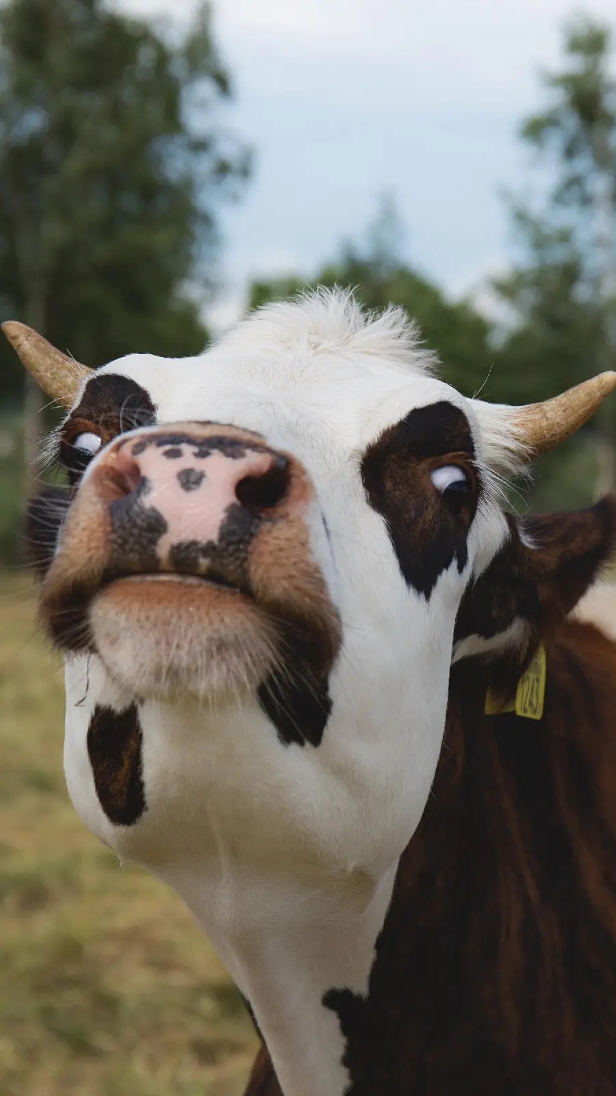 Funny horned cow photo for wallpaper free download in high quality hd