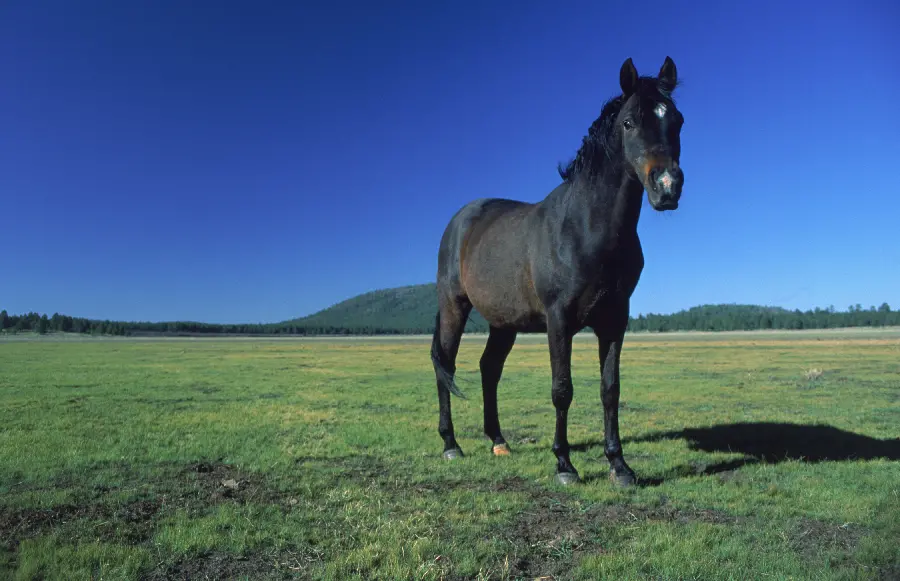 Photo of black horse in wildlife documentary