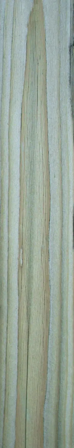 Beautiful photo of a light-colored wooden plank