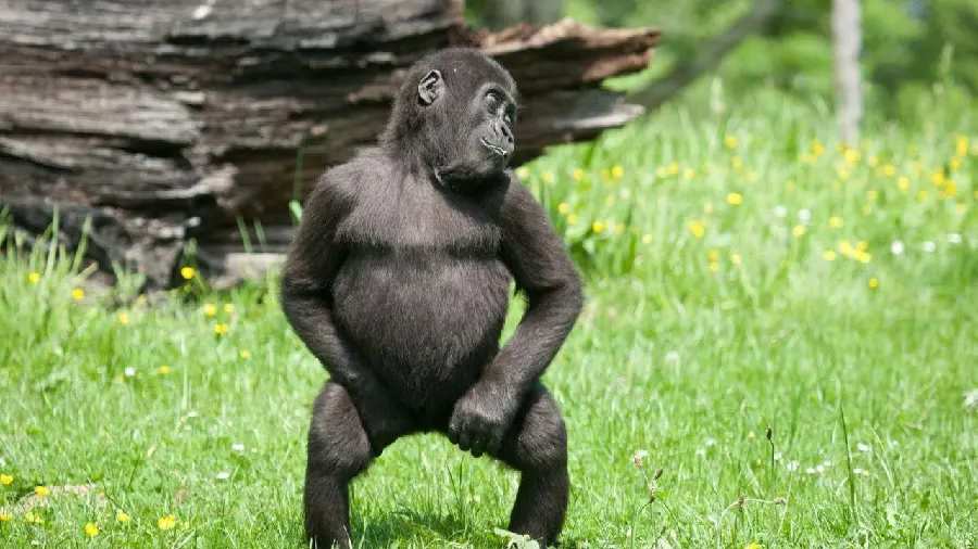 Funny baby gorilla image in nature