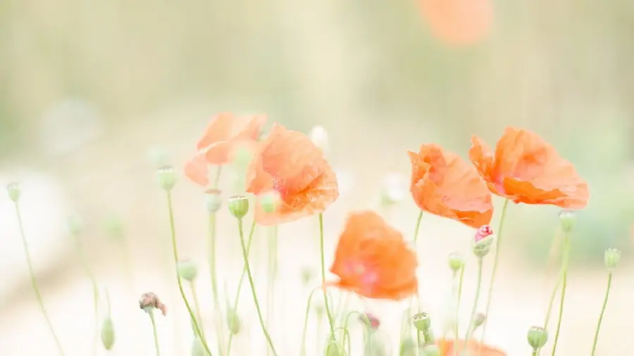 Photo of Red Wild Flowers in Nature