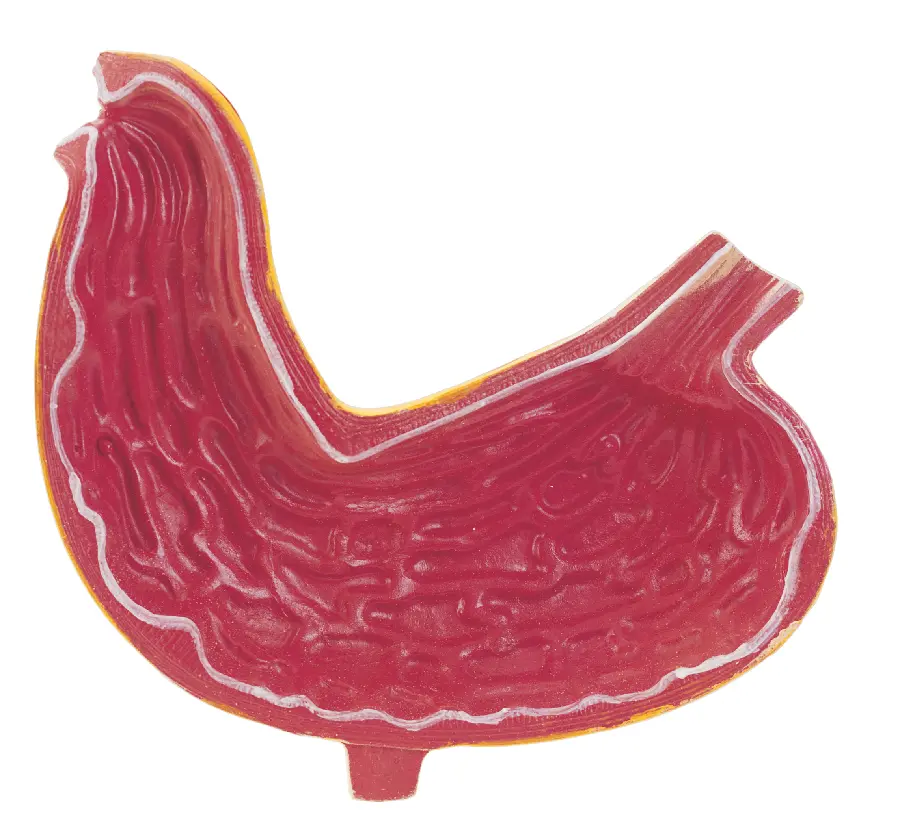 High Quality Stomach Photo Mockup