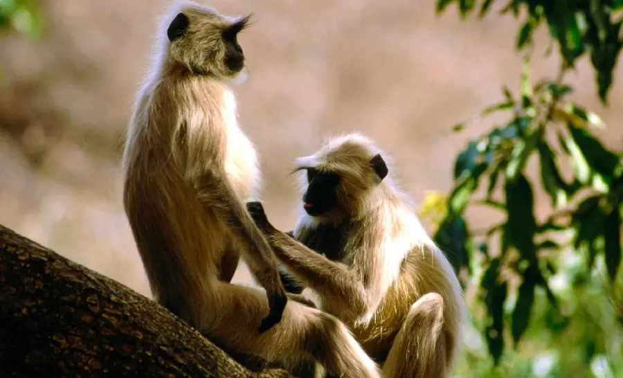 Friendly monkey photo