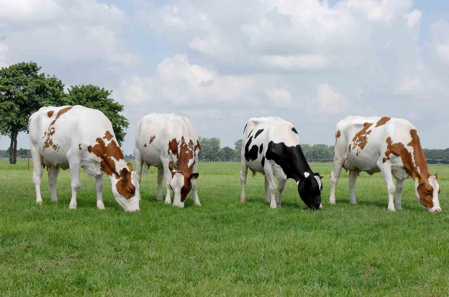 Photo Dutch dairy cow grazing