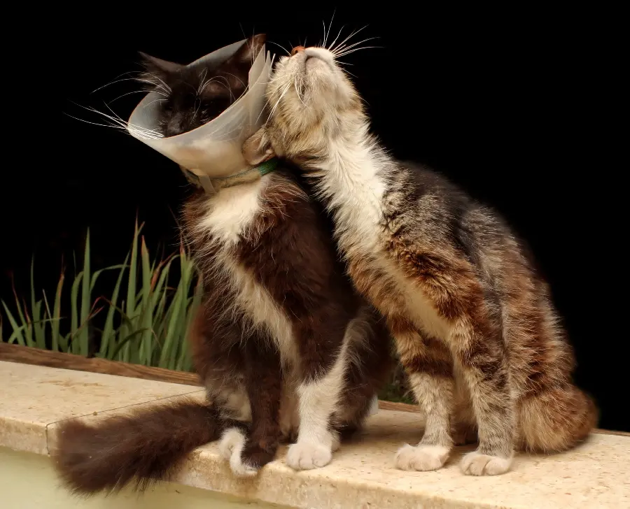 Download backgrounds of cats in love FULL HD