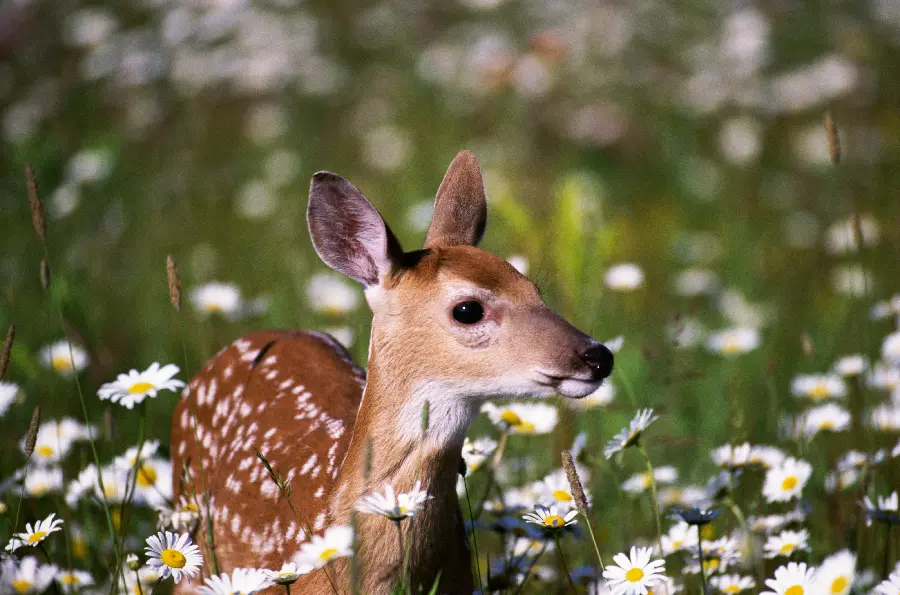 Wildlife