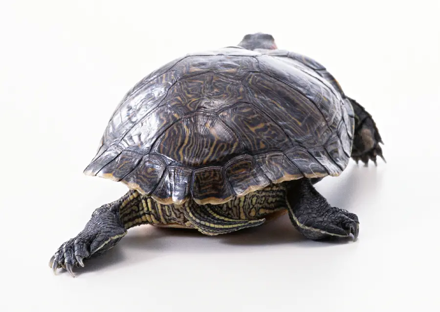 Turtle Background