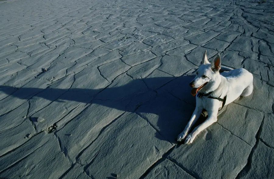 Photo of white dog in wildlife documentary