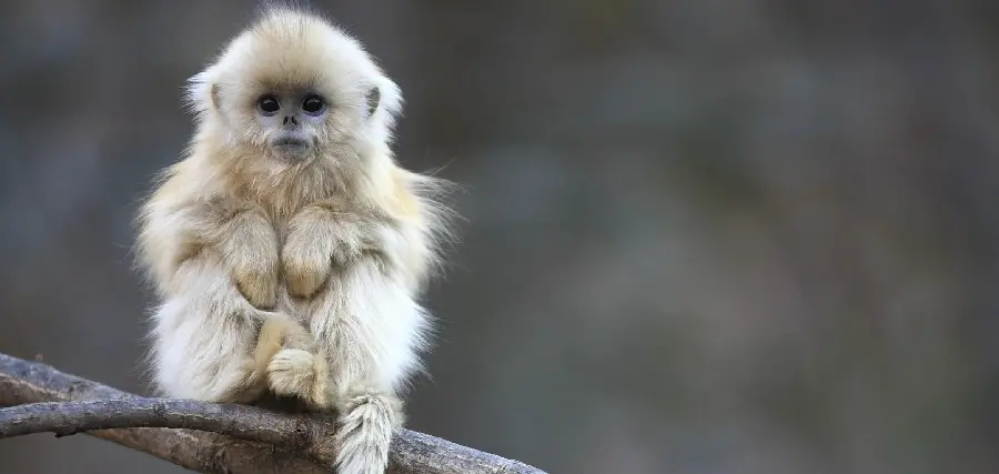 Eating monkey pictures