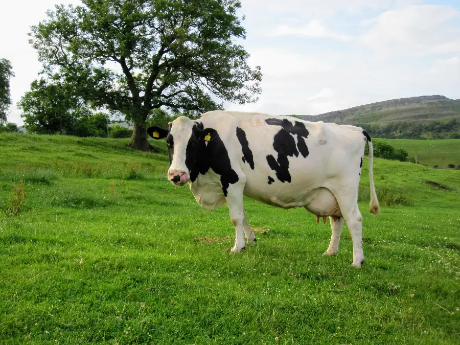 Photo of a milking cow with white and black spots in nature