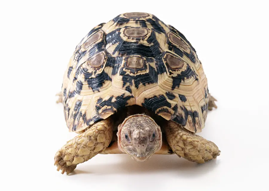 Turtle photo
