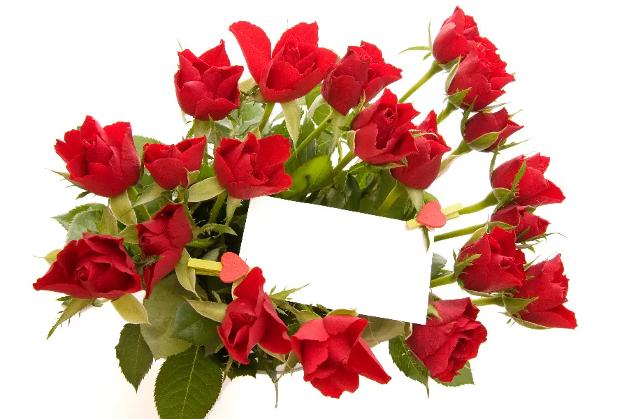 The most beautiful rose photo 2024 with a variety of colors and different models