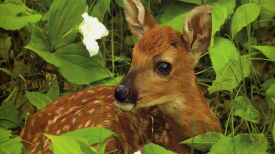 Download baby brown deer photo