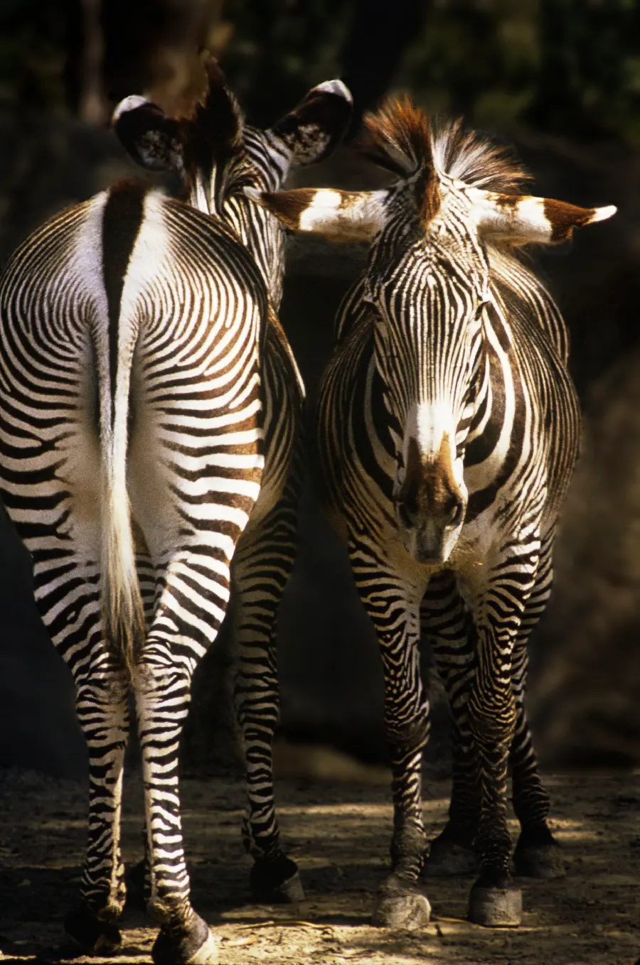 Best Wildlife Photo