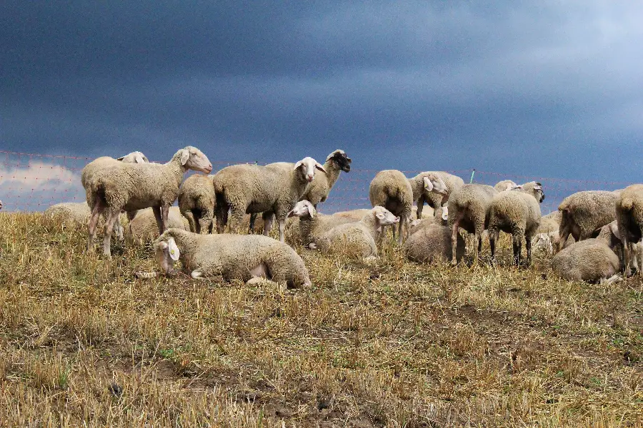 Download photo of a flock of sheep grazing in 4k quality