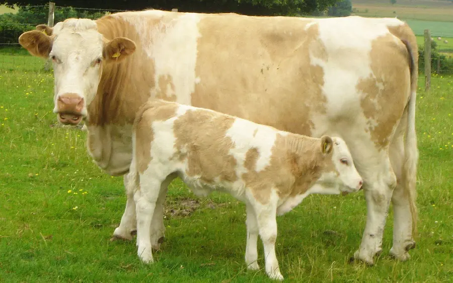 Image of a calf drinking real milk