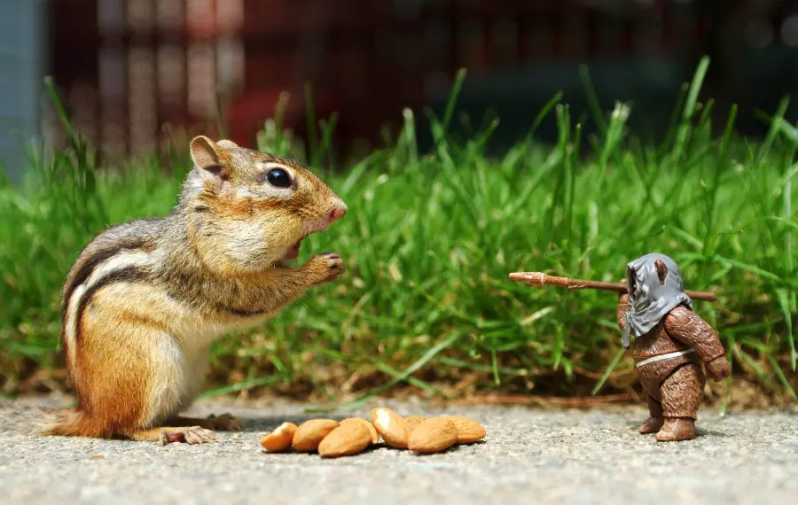 Funny Squirrel and Statue Photo