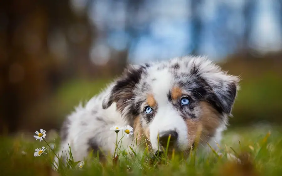Download Australian Shepherd Dog HD Wallpaper